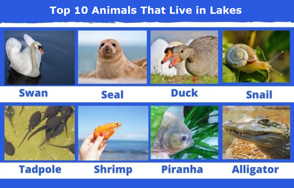 Top 10 Animals That Live in Lakes – Fascinating Lake Creatures You Should Know