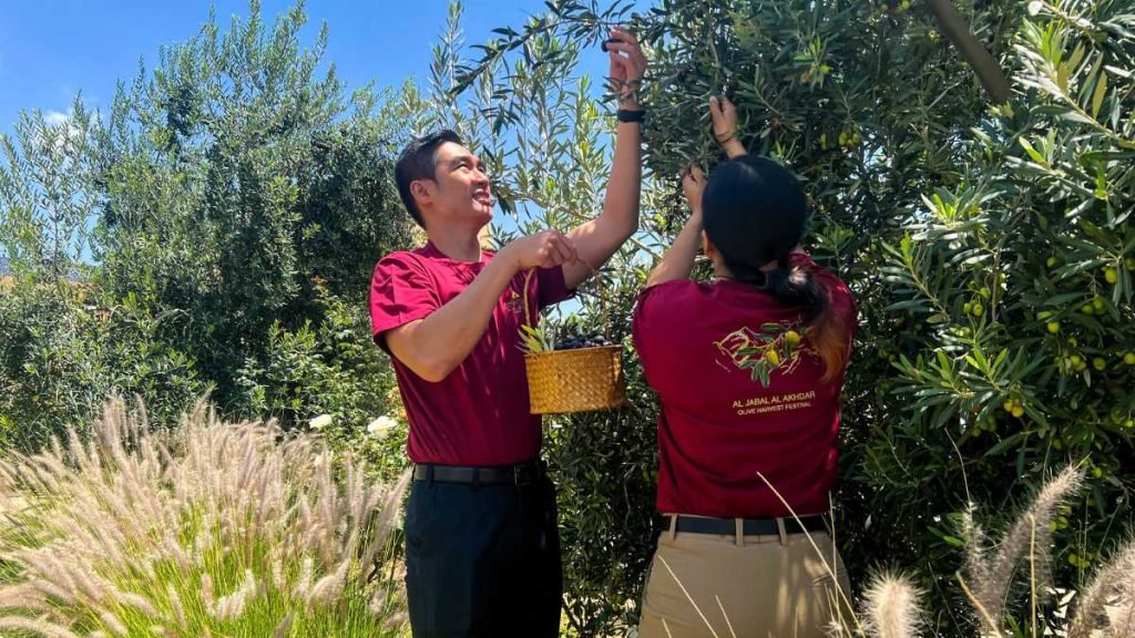 Olive Lovers Unite! Witness the Viral Olive Harvest Festival in Oman's Green Mountain