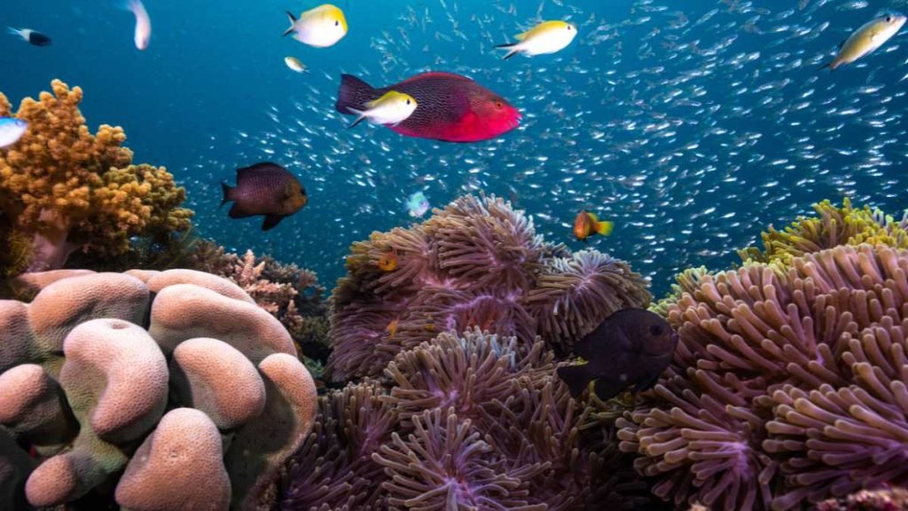 Marine Marvels: Anantara Kihavah's Quest for Coral Conservation