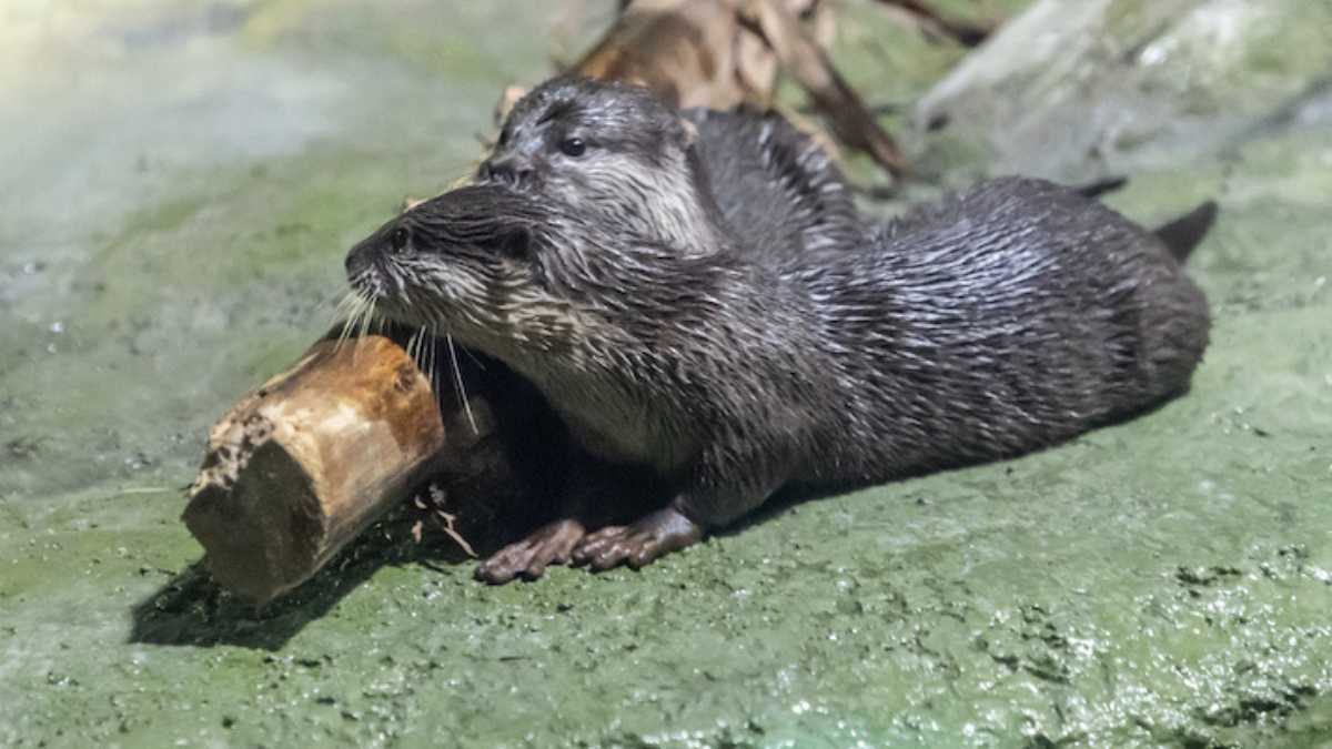 National Aquarium Abu Dhabi Unveils Otters Creek: New Otter Oasis!