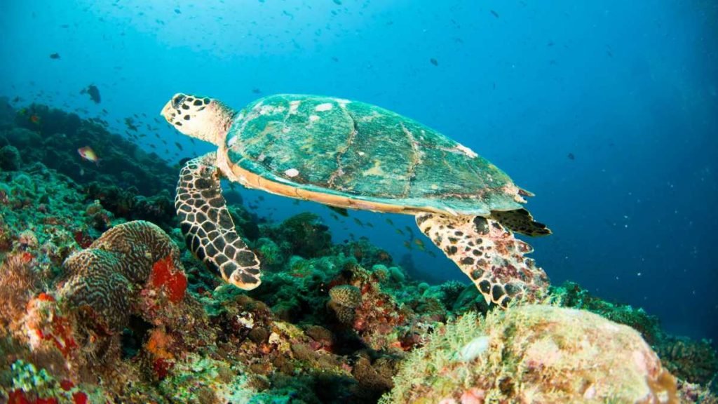 Centara Grand's Marine Marvels Await Your Adventure