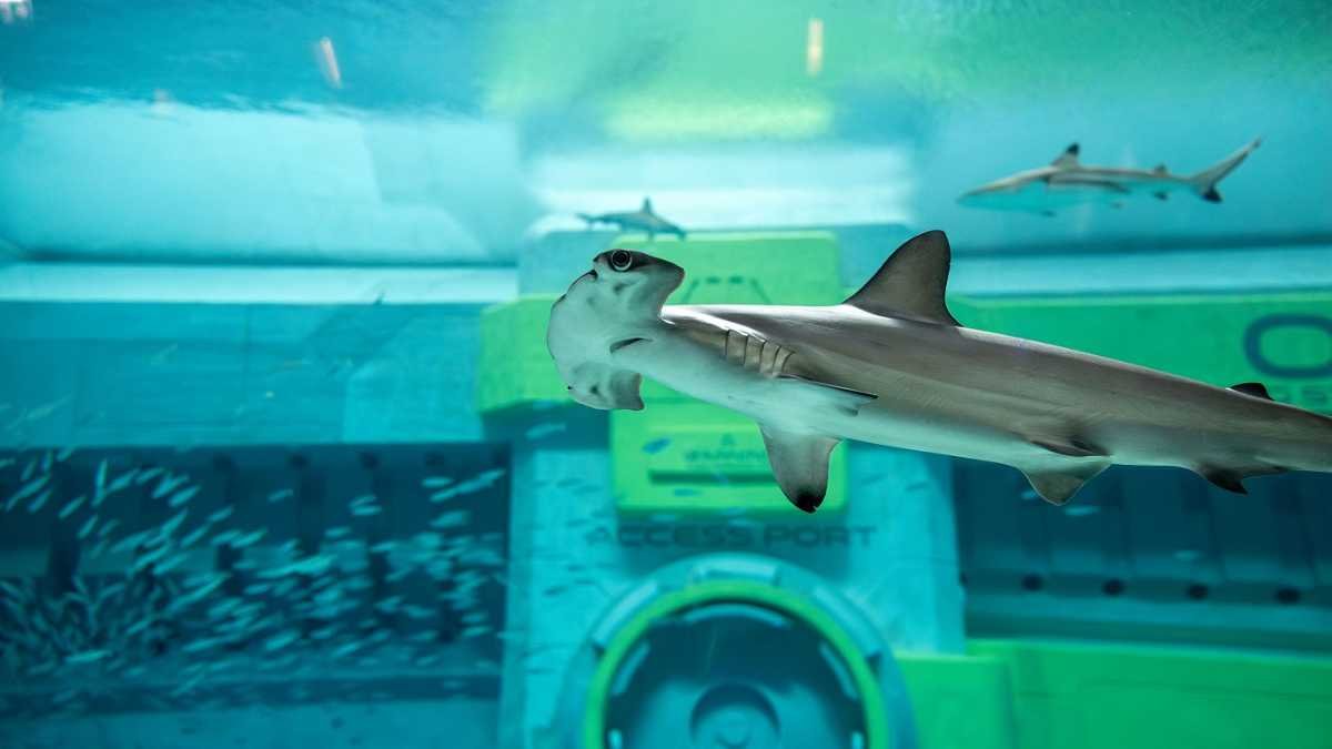 Explore Shark Week At Seaworld Yas Island, Abu Dhabi