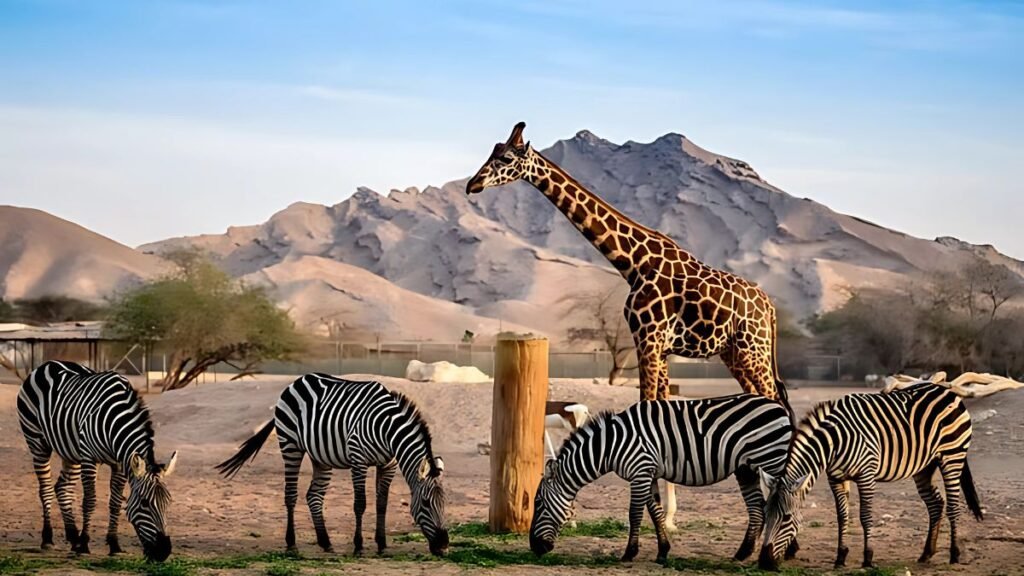 Arabian Wildlife Park: