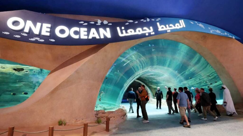 Seaworld Run: Dolphin Series 2025