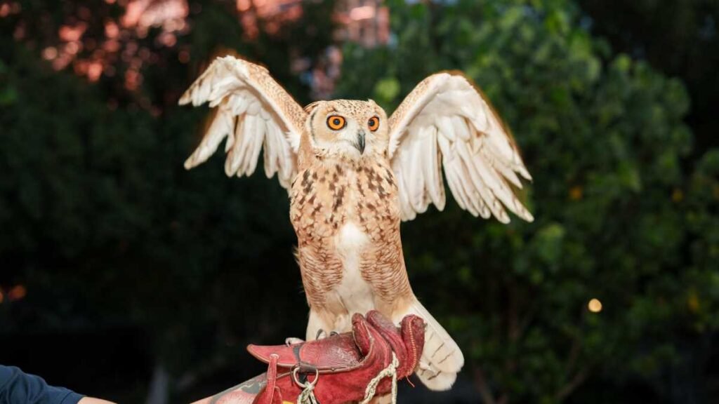 falcons at Umm-Al-Emarat-Park